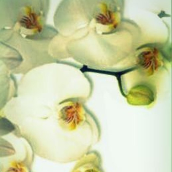 Meet your Posher, Anais - Picture 2 of 3